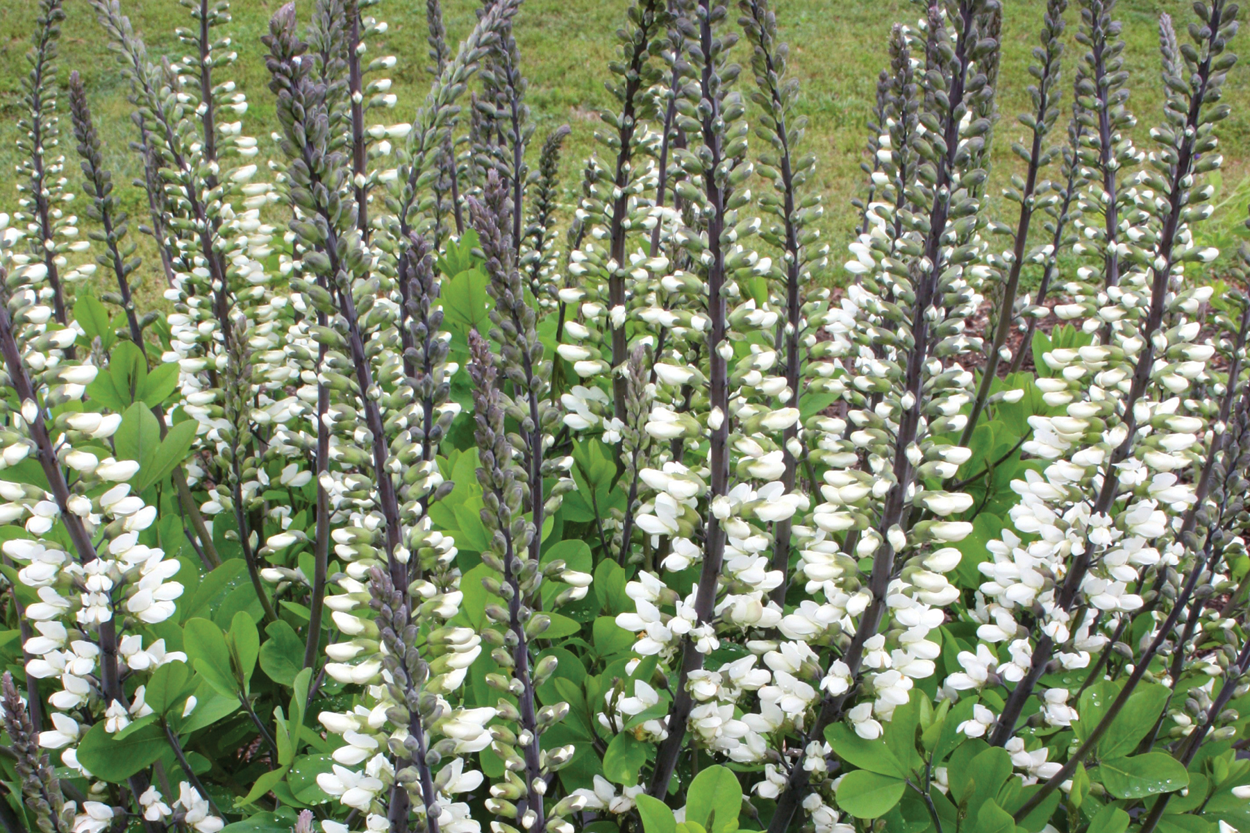baptisia-ivory-towers-72